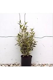 Euonymus Jap. Bravo C3 Lit. 30-40 cm (ZEL)