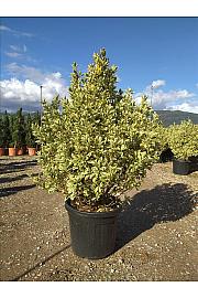 Euonymus Jap. Bravo C50 Lit. 125-150 cm (ZEL)