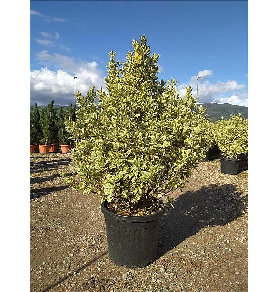 Euonymus Jap. Bravo C50 Lit. 125-150 cm (ZEL)