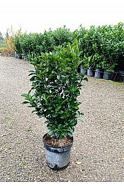 Euonymus Japonicus C10 Lit. 40-60 cm (ZEL)