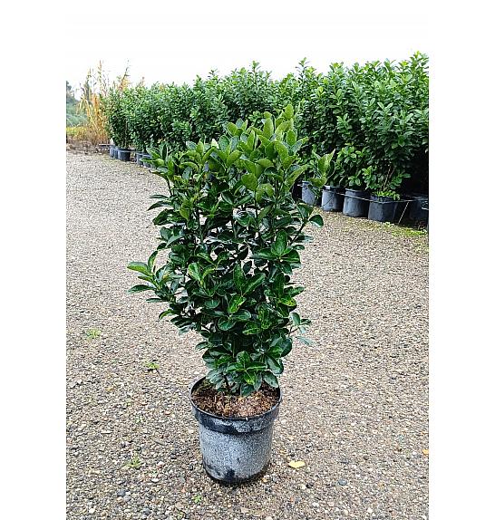 Euonymus Japonicus C10 Lit. 40-60 cm (ZEL)