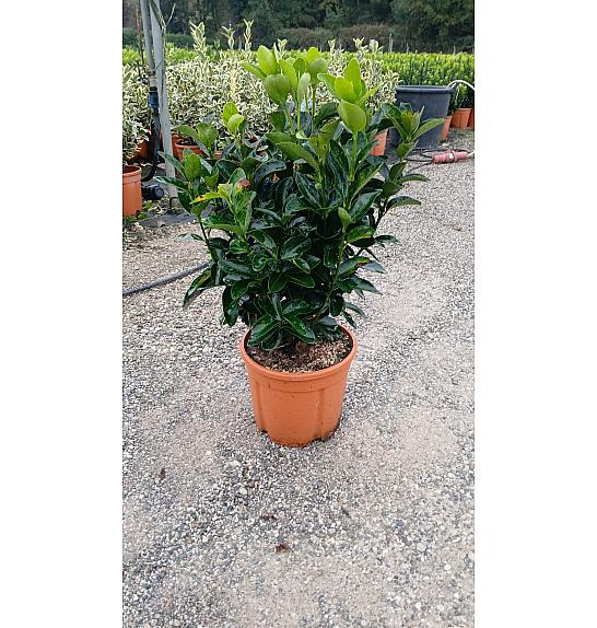 Euonymus Japonicus C5 Lit. 40-60 cm (ZEL)
