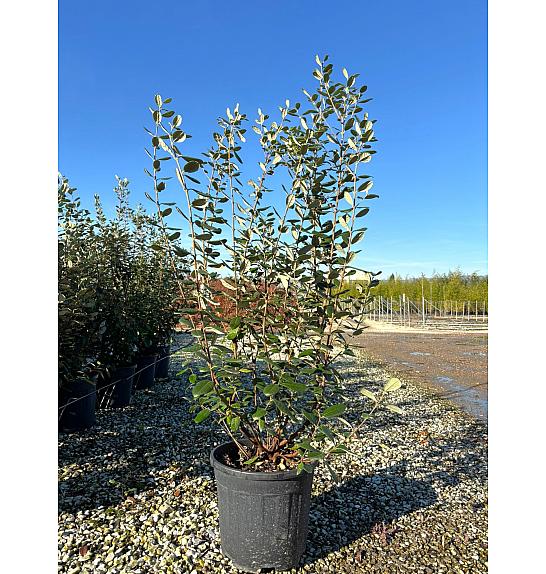 Feijoa Sellowiana C18 Lit. 100-125 cm (ZEL)