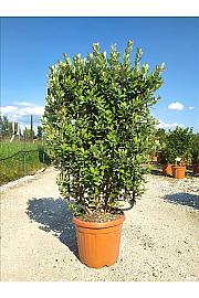 Feijoa Sellowiana C30 Lit. 80-100 cm; Špalir (ZEL)