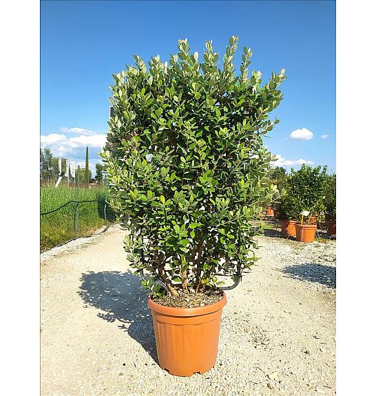 Feijoa Sellowiana C30 Lit. 80-100 cm; Špalir (ZEL)