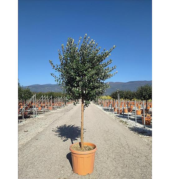 Feijoa Sellowiana C35 Lit. Na Steblu 100 cm; Krošnja 40/60 cm (ZEL)