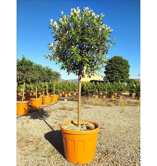 Feijoa Sellowiana C50 Lit. Na Steblu 100 cm; 12/14 cm; Krošnja 80/100 cm (ZEL)