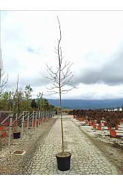 Fraxinus Angustifolia C50 Lit. Na Steblu 200 cm; 10/12 cm (ZEL)