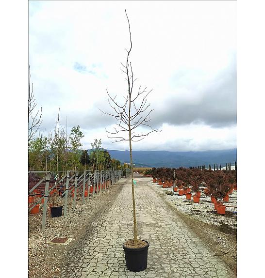 Fraxinus Angustifolia C50 Lit. Na Steblu 200 cm; 10/12 cm (ZEL)