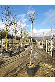Ginkgo Biloba Troll C35 Lit. Na Steblu 200 cm; 8/10 cm (ZEL)