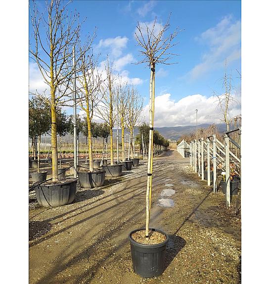 Ginkgo Biloba Troll C35 Lit. Na Steblu 200 cm; 8/10 cm (ZEL)
