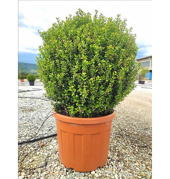 Ilex Crenata Caroline Upright C70 Lit. Krošnja 80/100 cm; Krogla (ZEL)