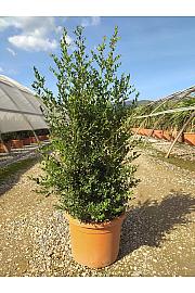 Ilex Crenata Stokes C15 Lit. 60-80 cm (ZEL)
