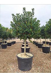Ilex Mutch. Nelly R. Stevens C130 Lit. Na Steblu 100 cm; 14/16 cm; Krošnja 80/100 cm (ZEL)