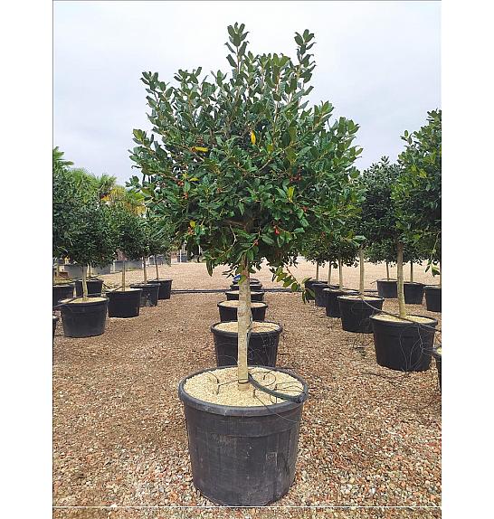 Ilex Mutch. Nelly R. Stevens C130 Lit. Na Steblu 100 cm; 14/16 cm; Krošnja 80/100 cm (ZEL)
