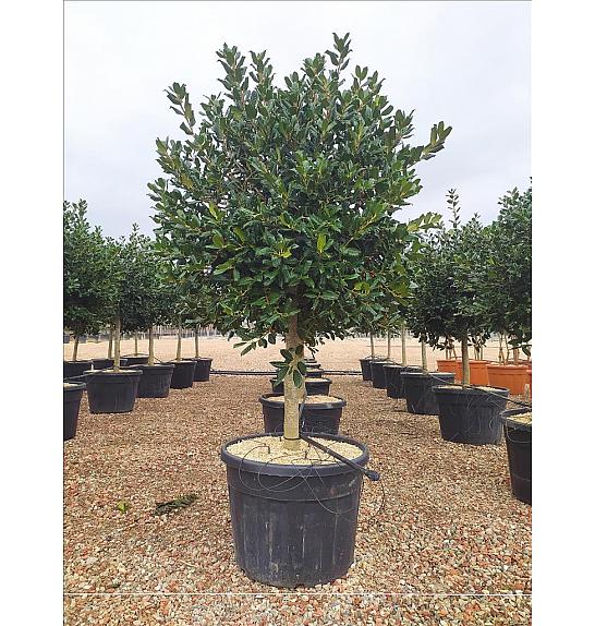 Ilex Mutch. Nelly R. Stevens C130 Lit. Na Steblu 100 cm; 16/18 cm; Krošnja 100/125 cm (ZEL)