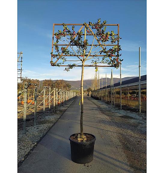 Ilex Mutch. Nelly R. Stevens C130 Lit. Na Steblu 200 cm; 16/18 cm (ZEL)