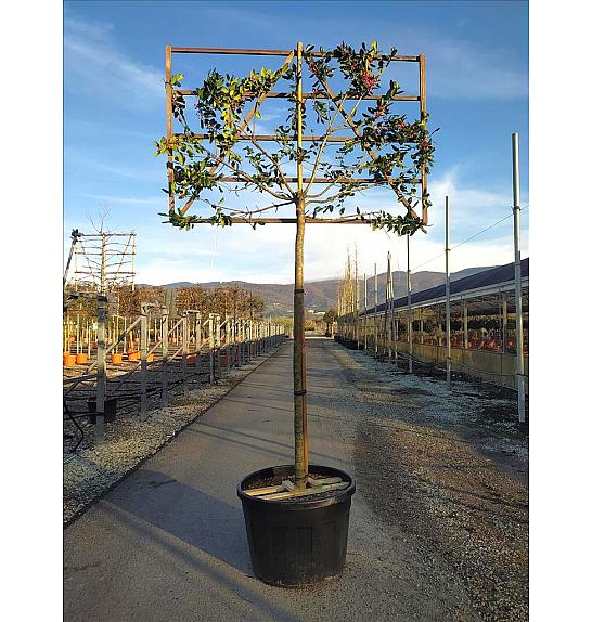 Ilex Mutch. Nelly R. Stevens C180 Lit. Na Steblu 200 cm; 18/20 cm (ZEL)