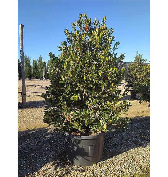 Ilex Mutch. Nelly R. Stevens C230 Lit. 175-200 cm (ZEL)