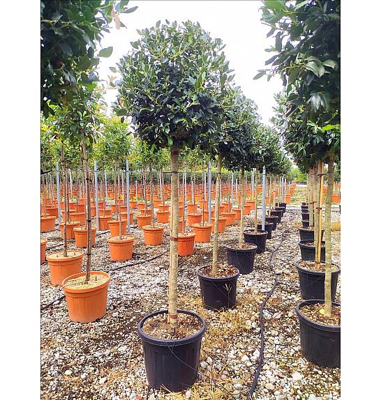 Ilex Mutch. Nelly R. Stevens C55 Lit. Na Steblu 175 cm; 14/16 cm (ZEL)