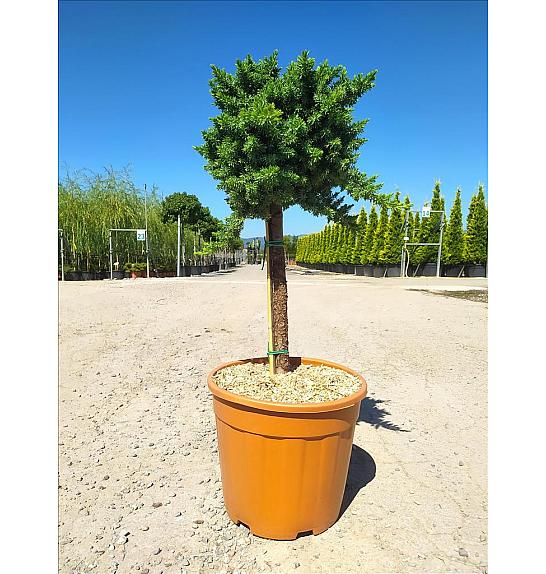 Juniperus Conf. Blue Pacific C18 Lit. Na Steblu 50 cm (ZEL)