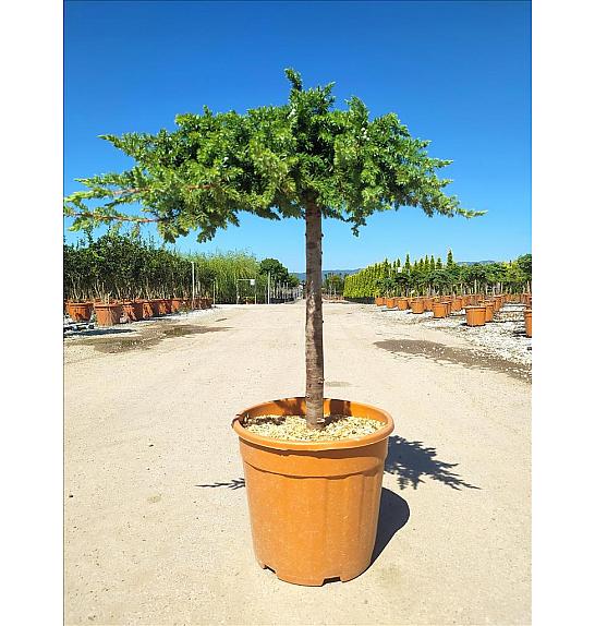 Juniperus Conf. Schlager C18 Lit. Na Steblu 50 cm (ZEL)