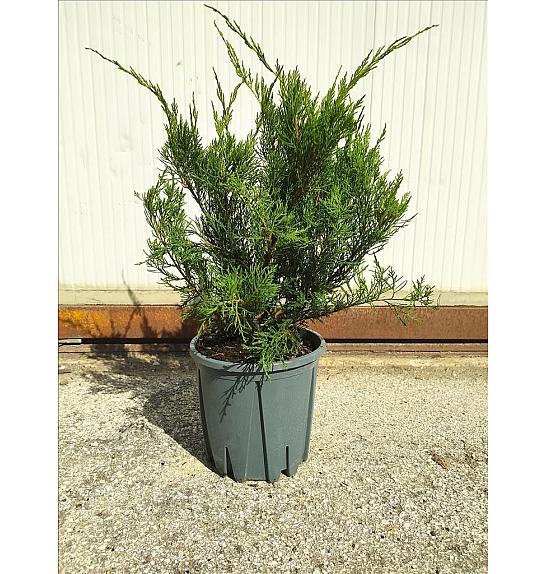 Juniperus Media Mint Julep C10 Lit. 30-40 cm (ZEL)