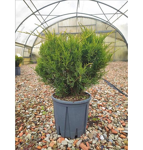 Juniperus Media Old Gold C10 Lit. 30-40 cm (ZEL)