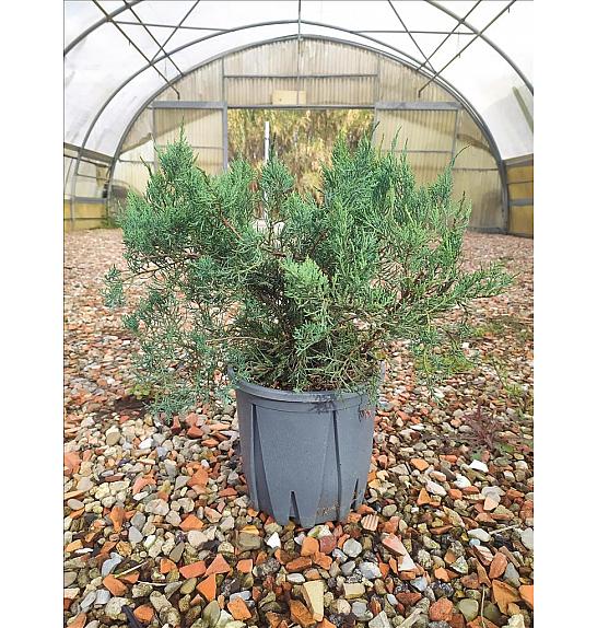 Juniperus Virg. Grey Owl C10 Lit. 30-40 cm (ZEL)