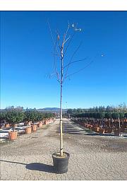 Koelreuteria Paniculata C45 Lit. Amfora 200 cm; 10/12 cm (ZEL)