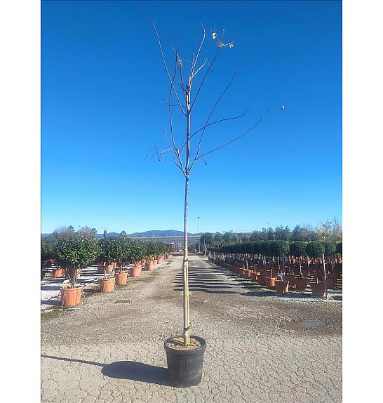 Koelreuteria Paniculata C45 Lit. Amfora 200 cm; 10/12 cm (ZEL)