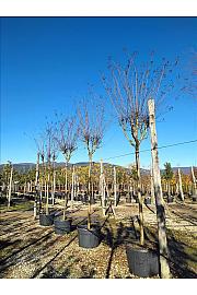 Lagerstroemia In. Lucas Red C150 Lit. Na Steblu 200 cm; 16/18 cm (ZEL)