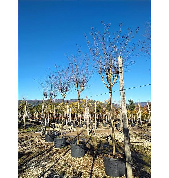 Lagerstroemia In. Lucas Red C150 Lit. Na Steblu 200 cm; 16/18 cm (ZEL)