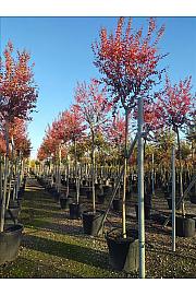 Lagerstroemia Indica In Cvs C130 Lit. Na Steblu 220 cm; 14/16 cm (ZEL)