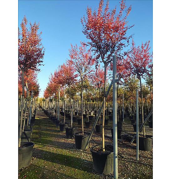 Lagerstroemia Indica In Cvs C130 Lit. Na Steblu 220 cm; 14/16 cm (ZEL)