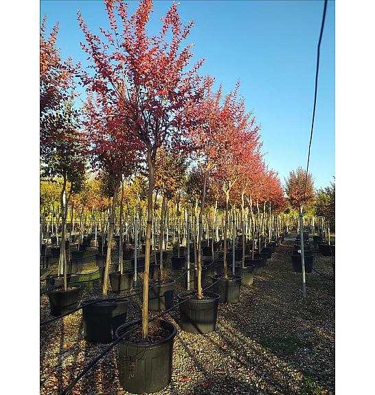 Lagerstroemia Indica In Cvs C130 Lit. Na Steblu 200 cm; 14/16 cm (ZEL)