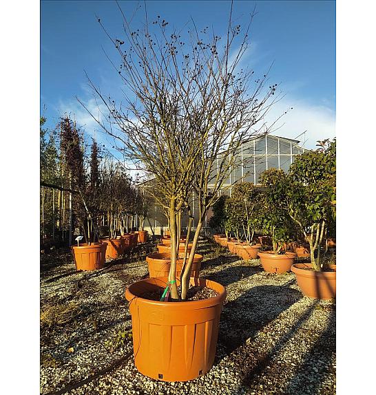 Lagerstroemia Indica In Cvs C150 Lit. 175-200 cm (ZEL)