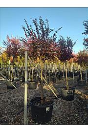 Lagerstroemia Indica In Cvs C150 Lit. Na Steblu 100 cm; 16/18 cm (ZEL)