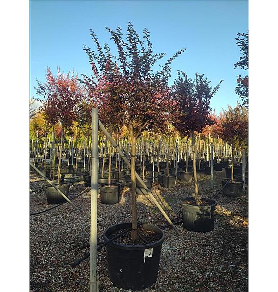 Lagerstroemia Indica In Cvs C150 Lit. Na Steblu 100 cm; 16/18 cm (ZEL)