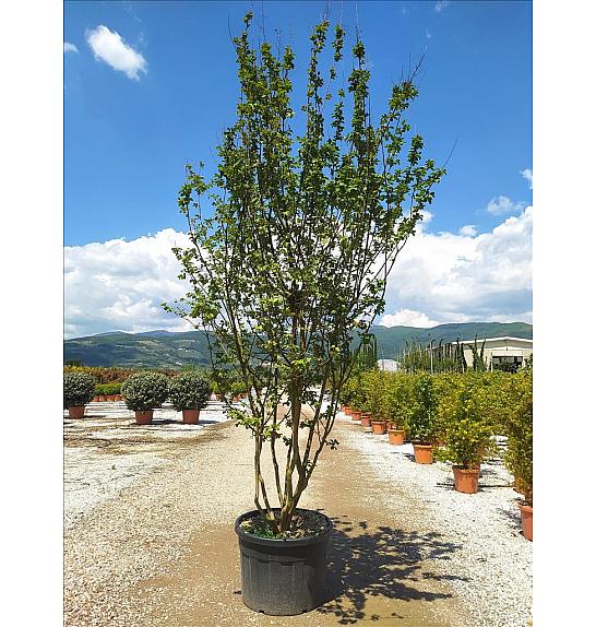 Lagerstroemia Indica In Cvs C160 Lit. 300-350 cm (ZEL)