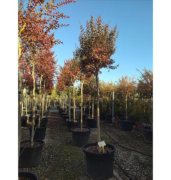 Lagerstroemia Indica In Cvs C180 Lit. Na Steblu 200 cm; 16/18 cm (ZEL)