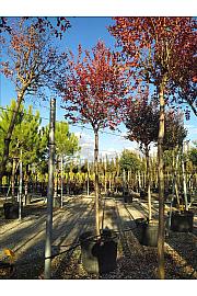 Lagerstroemia Indica In Cvs C180 Lit. Na Steblu 200 cm; 18/20 cm (ZEL)