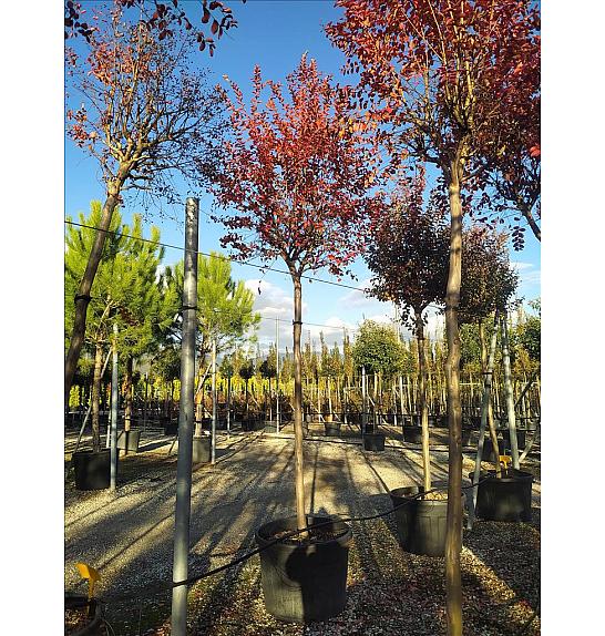 Lagerstroemia Indica In Cvs C180 Lit. Na Steblu 200 cm; 18/20 cm (ZEL)