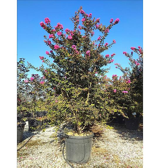 Lagerstroemia Indica In Cvs C70 Lit. 200-250 cm (ZEL)