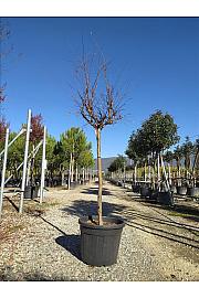 Lagerstroemia Indica In Cvs C90 Lit. Na Steblu 100 cm; 14/16 cm (ZEL)
