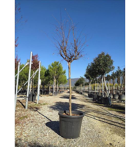 Lagerstroemia Indica In Cvs C90 Lit. Na Steblu 100 cm; 14/16 cm (ZEL)