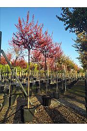 Lagerstroemia Indica In Cvs C90 Lit. Na Steblu 200 cm; 12/14 cm (ZEL)