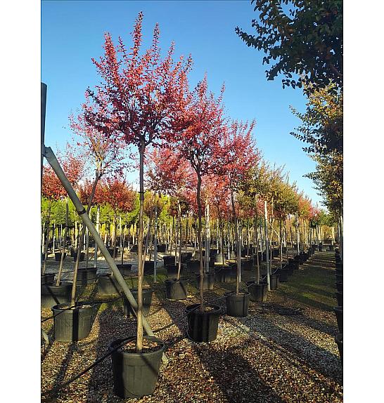 Lagerstroemia Indica In Cvs C90 Lit. Na Steblu 200 cm; 12/14 cm (ZEL)
