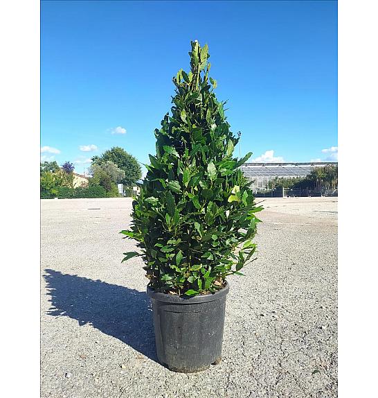 Laurus Nobilis  C15 Lit. 80-100 cm (ZEL)