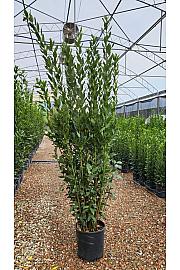 Laurus Nobilis C18 Lit. 200-250 cm (ZEL)